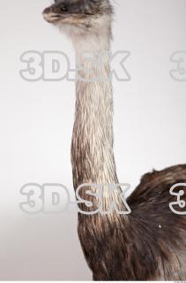 Emus neck photo reference 0019